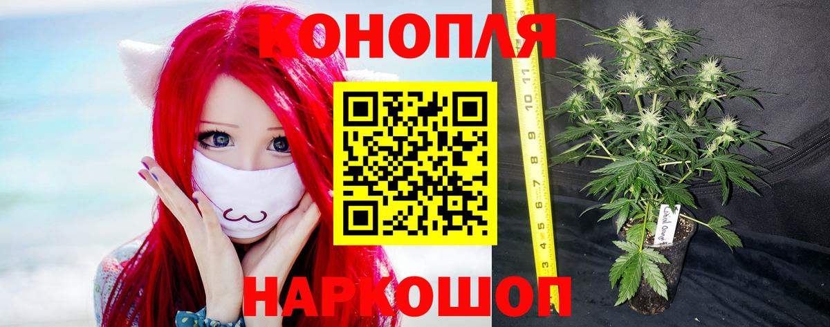 Каннабис Bruce Banner  Вход с VPN  Марихуана OG Kush  Шишки марихуана планчик  Каннабис семена  Курск 